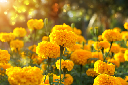 Marigold in the gardenの写真素材