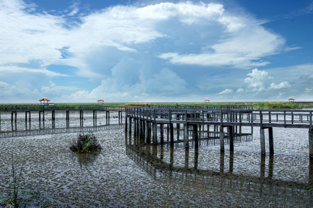 Trail of water plants in the park. Thailand.の写真素材