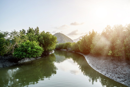 Mangrove forest trailの写真素材