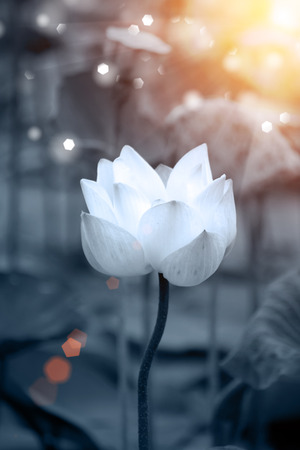 Blooming lotus flower in the farm, Thailand.の写真素材