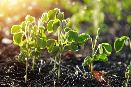Green sprout growing from seed. (Samanea saman (Jacq.))