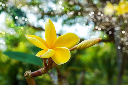 frangipani flower in the morning.の写真素材