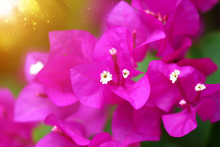 Pink of Bougainvillea flower.