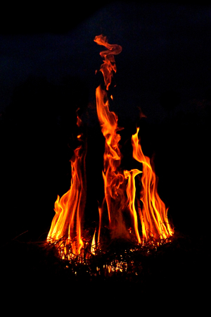 Fire grass spring in the dark.