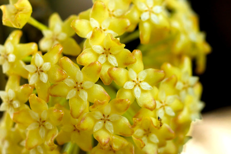 Yellow Hoya flowers. (Hoya parasitica (Roxb.) Wall. ex Wight)の写真素材