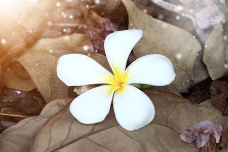 Frangipani and dry leaves