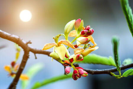 Flowers and tamarind is on the treeの写真素材
