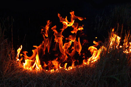 Fire grass spring in the dark.