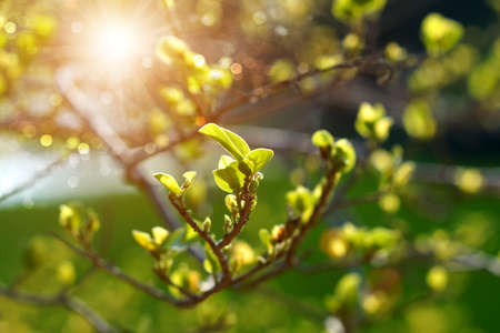 The leaves are growing in the spring.の写真素材