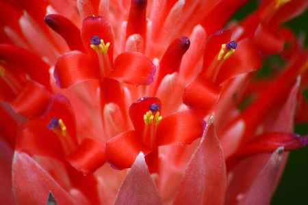 Close up of red pineapple flowersの写真素材