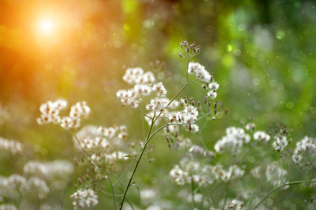 wild grass in sunset counterlightの写真素材