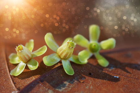 flower of mahogany on leavesの写真素材