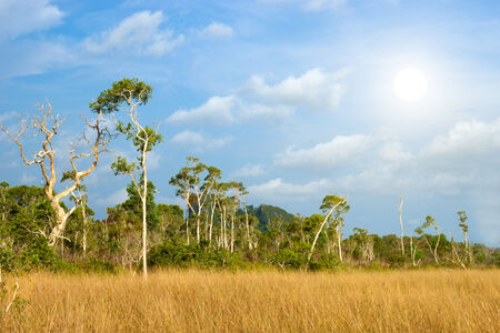 Savanna grasslands, Trang, Thailand.の写真素材