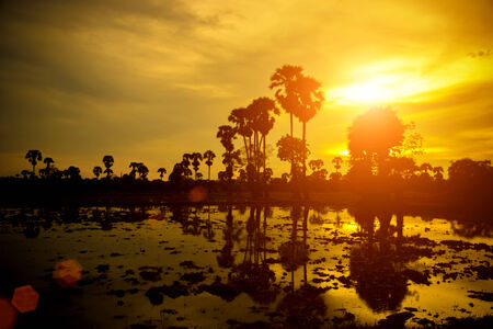 Silhouette of Sugar palm treeの写真素材