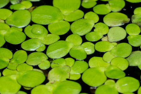 Macro of duckweedの写真素材
