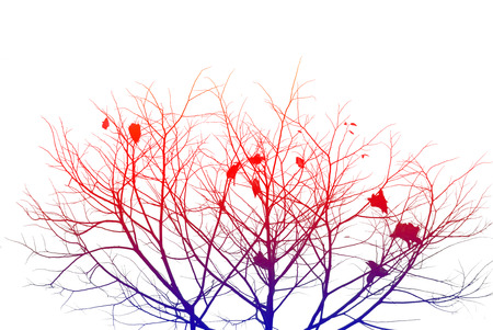 Silhouette color of branchesの写真素材