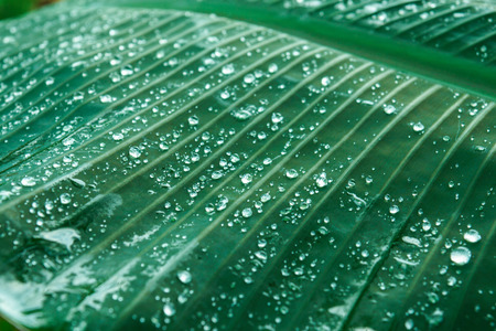 Water drops on banana leaves in the rainy season.の写真素材