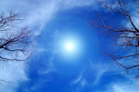 Dead tree against a blue skyの写真素材