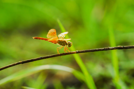 dragonfly on a light backgroundの写真素材