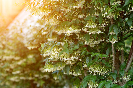 Macro shot of white flowers are fragrant (Wrightia religiosa Benth.).の写真素材