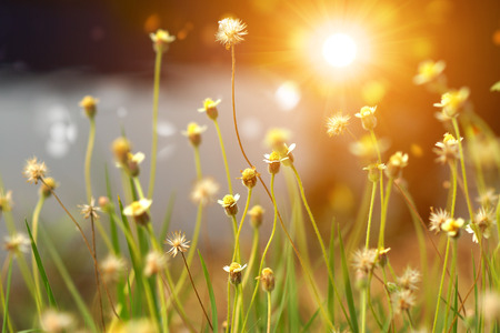 Seeds of Tridax or Wild Daisy flower. (Coldenia procumbens Linn.)の写真素材