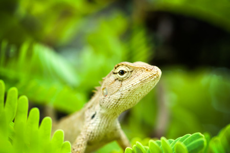 Brown chameleon on the tree