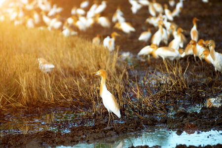 Eastern cattle egret in breeding plumage walking along a rice field, Thailand.の写真素材