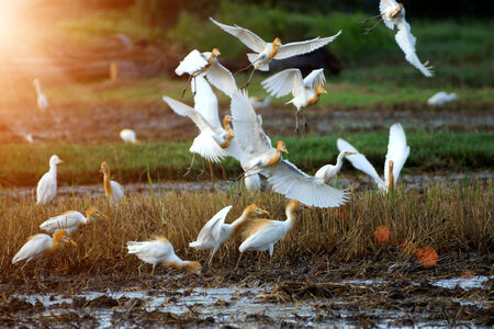 Eastern cattle egret in breeding plumage walking along a rice field, Thailand.の写真素材