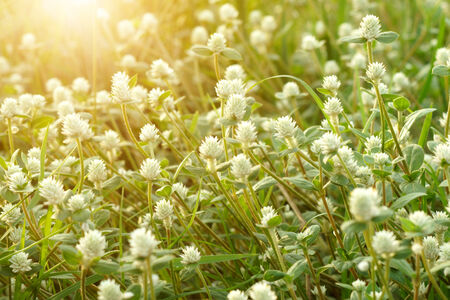 wild grass in sunset counterlightの写真素材