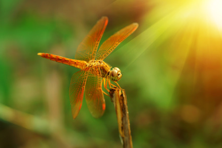 dragonfly on a light background