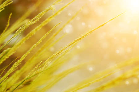 wild grass in sunset counterlightの写真素材