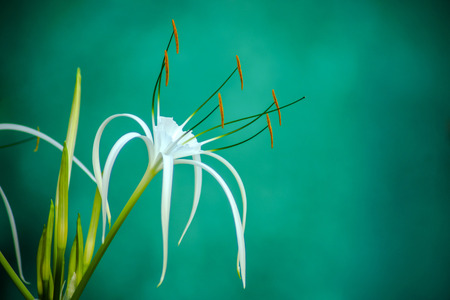 white spider lily flower. (Hymenocallis caribaea - Caribbean Spider Lily)の写真素材