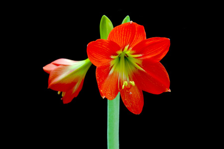 Beautiful Blossoms of red Amaryllis flowerの写真素材