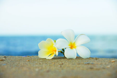 two plumeria flowers on the sand on the beachの写真素材