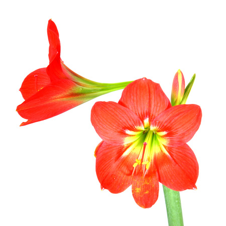 Beautiful Blossoms of red Amaryllis flower on white background.の写真素材