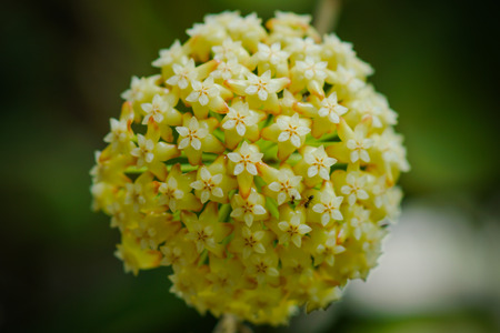 Yellow Hoya flowers. (Hoya parasitica (Roxb.) Wall. ex Wight)の写真素材