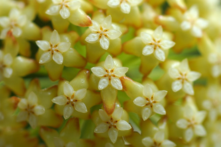 Yellow Hoya flowers. (Hoya parasitica (Roxb.) Wall. ex Wight)の写真素材
