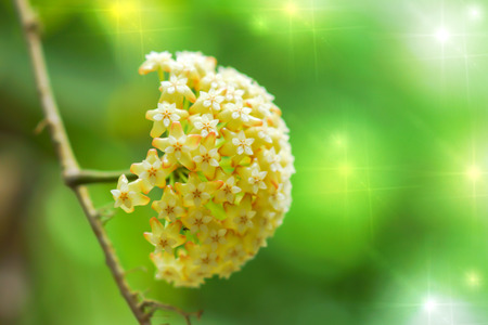 Yellow Hoya flowers. (Hoya parasitica (Roxb.) Wall. ex Wight)の写真素材