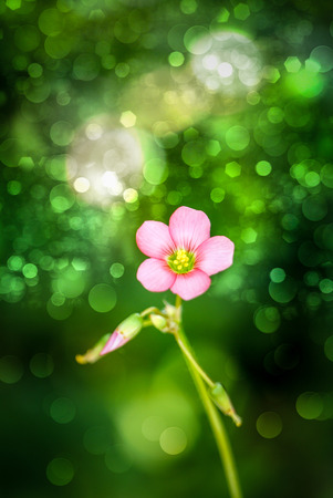 oxalis iron cross flower. (lucky clover)の写真素材