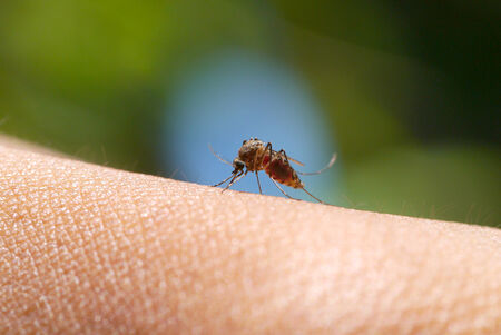 Close-up of a mosquito sucking blood in rainforests.の写真素材