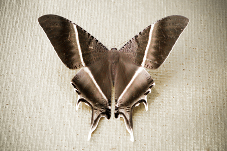 Lyssa zampa moth.の写真素材