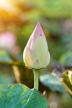 Blooming lotus flower in the farm, Thailand.の写真素材