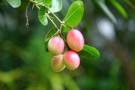 Fresh Super fruit (Carissa carandas Linn.) on tree.の写真素材