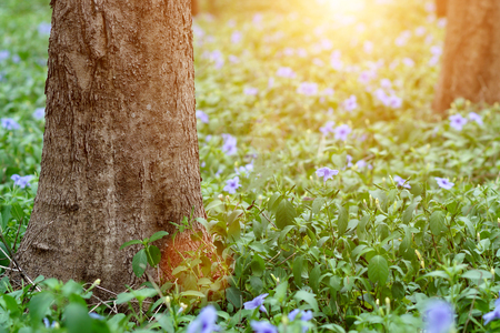 Purple flowers bloom in the morning. (Ruellia tuberosa Linn. Waterkanon, Watrakanu, Minnieroot, Iron root, Feverroot, Popping pod, Trai-no, Toi ting)の写真素材