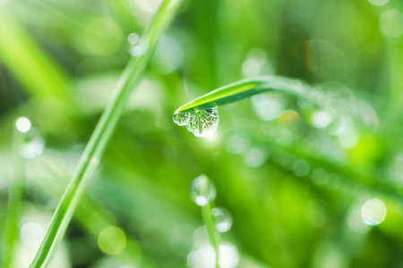 Fresh morning dew on spring grass, natural green light backgroundの写真素材