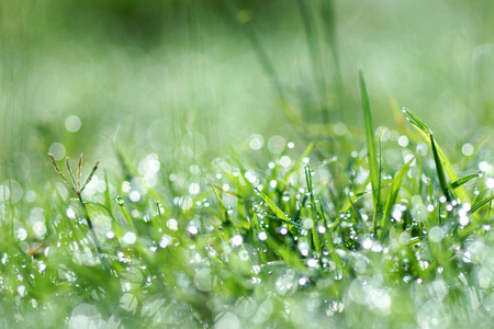 Fresh morning dew on spring grass, natural green light backgroundの写真素材