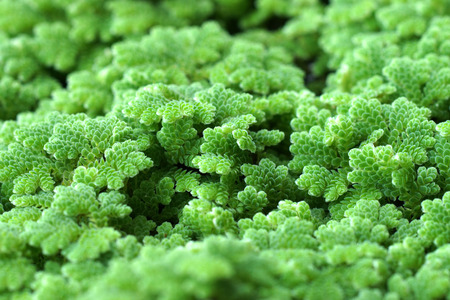 Green background of Mosquito fern, Water fern.(Azolla pinnata R.Br.)