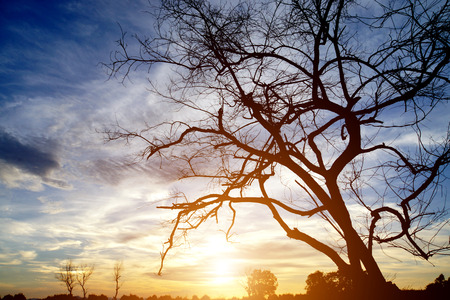 magical sunset with dead tree silhouettes at the lake.の写真素材