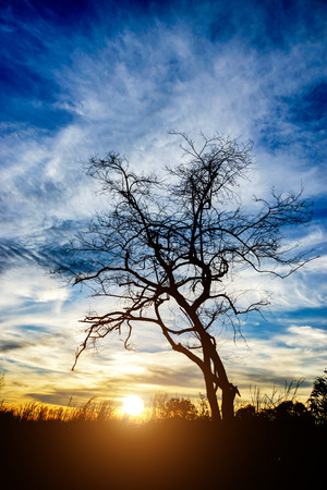 magical sunset with dead tree silhouettes at the lake.の写真素材
