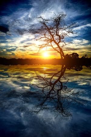 magical sunset with dead tree silhouettes at the lake.の写真素材